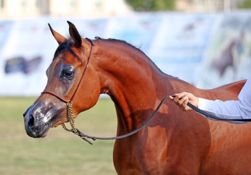 قیمت خرید اسب اصیل عرب عمده به صرفه و ارزان